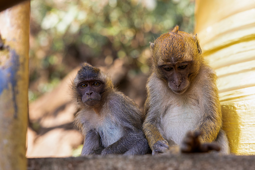 monkeys at wat tham sua(tiger cave temple), krabi province