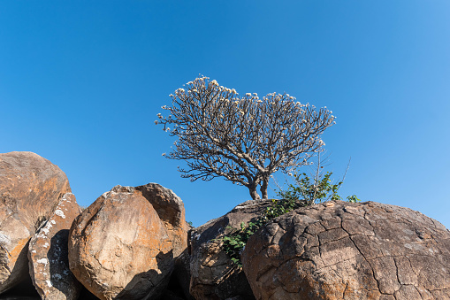A tree emerges from the rocky surface, defying the odds and finding a place to thrive.