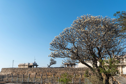 A majestic oak tree towers in front of a worn stone wall, creating a striking contrast between nature and man-made structures.