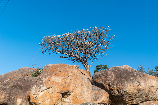 A tree defies odds by growing on a rock formation at Shravanabelagola.