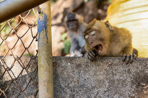 Ontop of a mountain, one monkey is grooming another monkey in Gibraltar with the sea in the background. Royalty free stock photo.