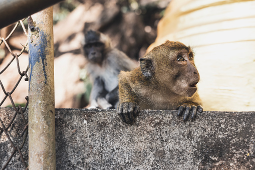 monkeys at wat tham sua(tiger cave temple), krabi province
