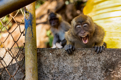 Three common squirrel monkeys sitting on a tree branch very close to each other