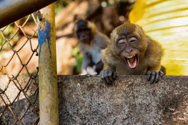 Photo of smiling monkey looking at the camera