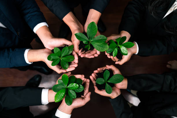istock Eco-friendly business investment on forest regeneration. Quaint 1997627042