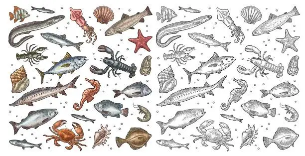 Vector illustration of Different types fish and crustacean. Vector engraving vintage