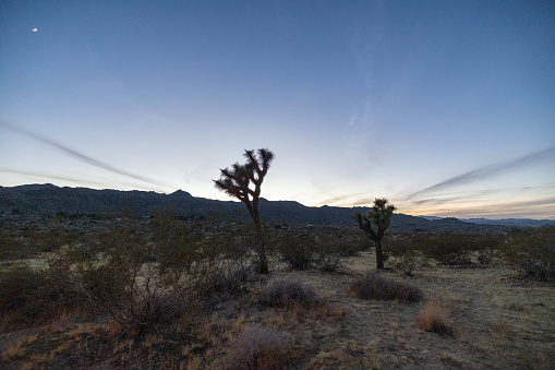 Joshua Tree's silhouette dances against a dramatic desert sunset, creating a mesmerizing celestial spectacle.