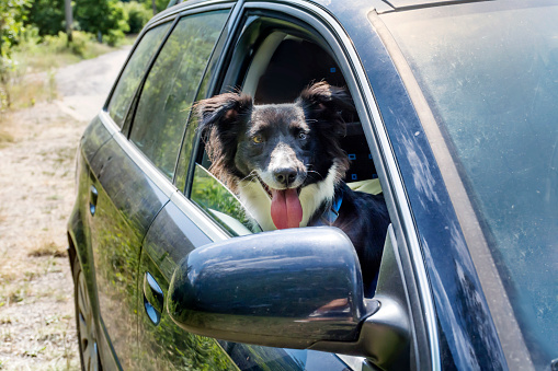 Dog left alone in locked car in the summer