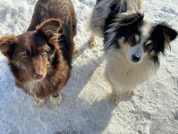 istock Two funny dogs mongrels on the snow 1997636026