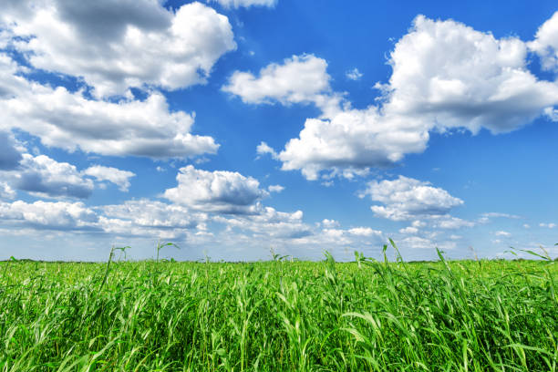 istock Beautiful summer landscape against a background of white clouds. 1997647105
