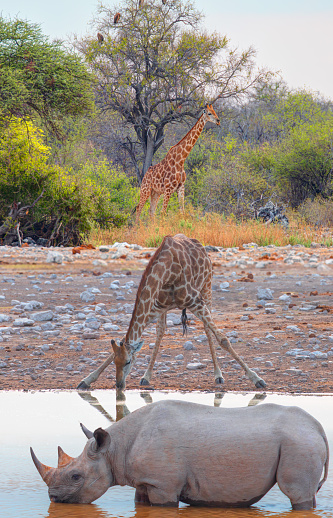 A rhino is drinking water in a small lake - Giraffe family walking in the Etosha park - Etosha National Park, Namibia, Africa
