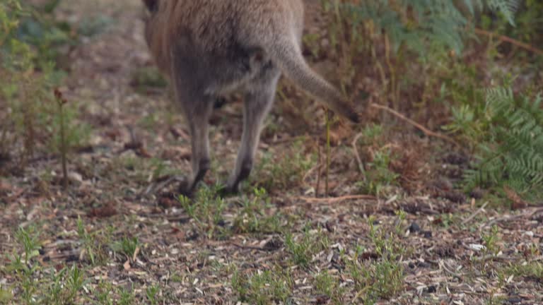 Small Tasman wallaby in the wild