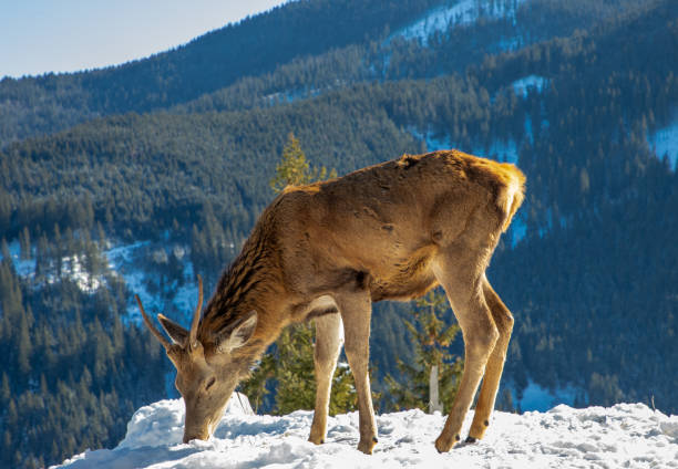 A Carpathian deer in the cold weather with trees in the background