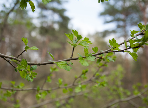 Young leaves on the branches of a common hawthorn tree in spring,
