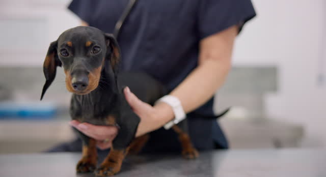 Hands, puppy and stethoscope with a pet at the vet for a breathing, healthcare checkup or treatment. Doctor, medical and a veterinarian working in an animal clinic to care for a dachshund dog
