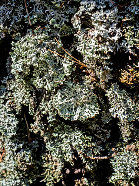 istock lichen illuminated by the sun in spring 1997671242