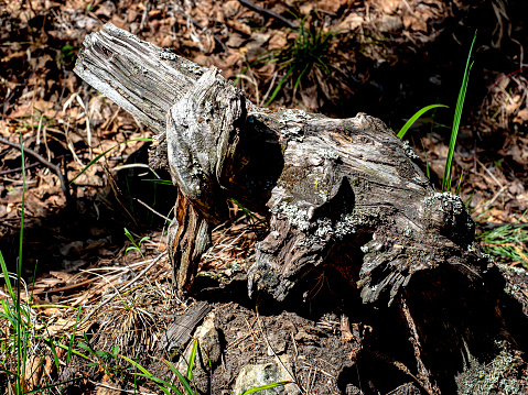 Dead oak tree trunk lying on the ground.