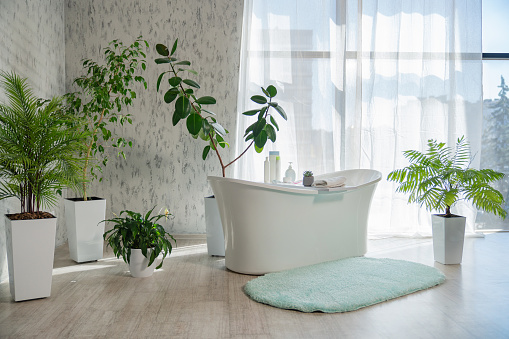 Modern spacious bathroom with tropical decor and sunlit window. Front view of lovely bathroom with freestanding bathtub, numerous of houseplants and fluffy rug on floor. Design, interior concept.