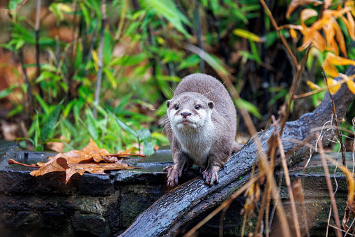 Oriental small-clawed otter, Aonyx cinereus, against green foliage background. A semi-aquatic mammal, indigenous to South and Southeast Asia, and the smallest otter in the world.