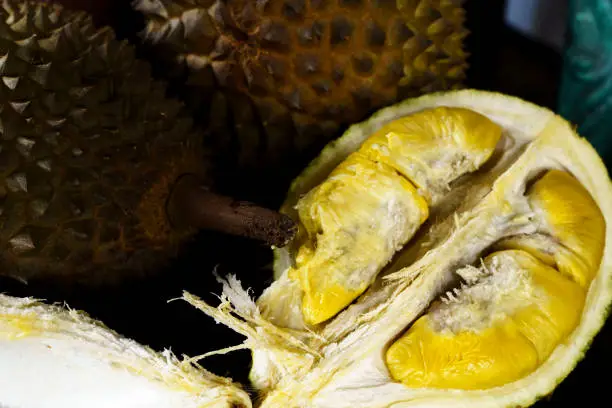Photo of A close up photo of a Musang King durian, a spiky, oval-shaped fruit with a strong odor.