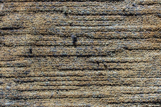 The background photograph was created from a piece of cloth that was in the house.