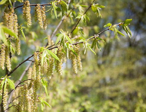 Hornbeam (lat. Cárpinus) earring flowers that bloom simultaneously with the leaves. Spring beauty of the forest. Hornbeam (lat. Cárpinus), deciduous trees from the Birch family (Betulaceae).