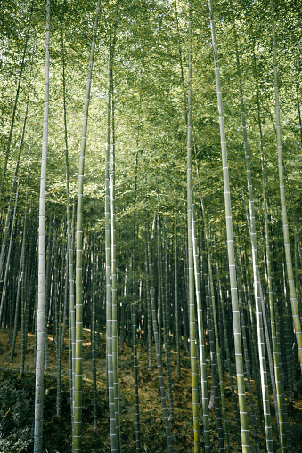 Nature arashiyama bamboo forest in kyoto japan