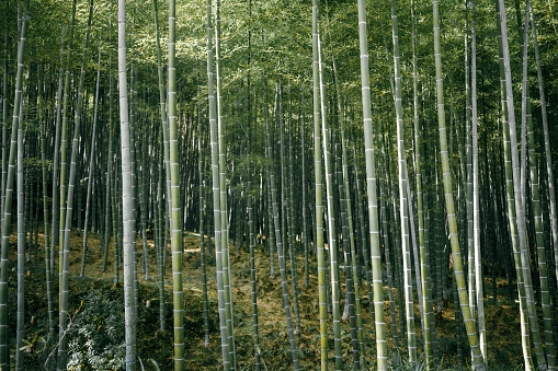 Autumn emerald green natural condition bamboo forest in Japan
