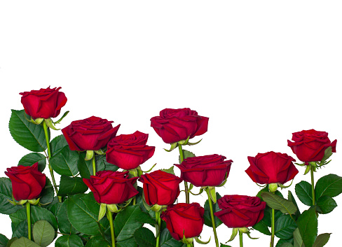 Mockup with red roses isolated on white background.
