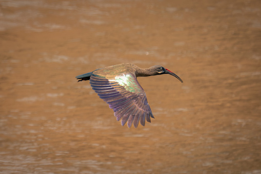 Hadada ibis crosses river with wings down