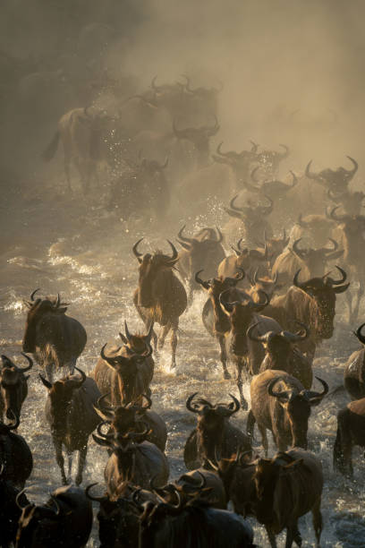 istock Herd of blue wildebeest racing through water 1997697970