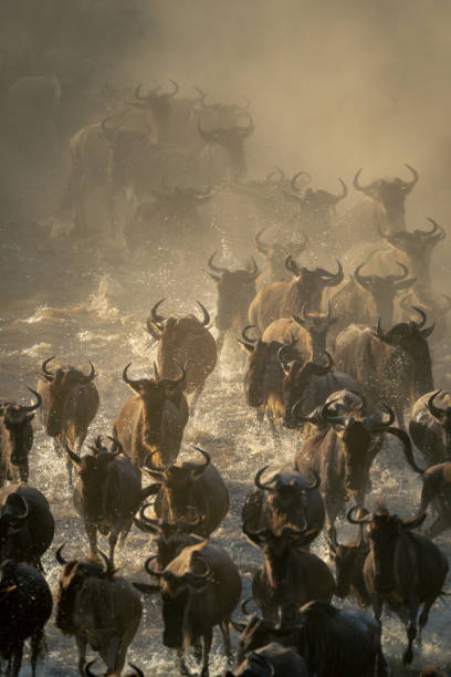 istock Herd of blue wildebeest rush through water 1997697990