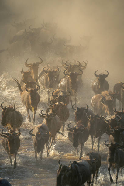 istock Herd of blue wildebeest rushing through water 1997697998
