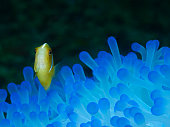 Anemonefish are very curious: clownfish proudly presents itself in a bright blue anemone in the coral reef, underwater photography taken in Raja Ampat, Indonesia. Finding Nemo!