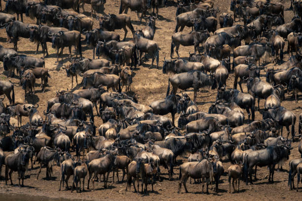 istock Herd of blue wildebeest standing on riverbank 1997701331