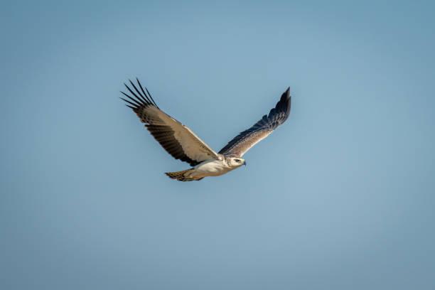 istock Juvenile martial eagle crosses perfect blue sky 1997701896