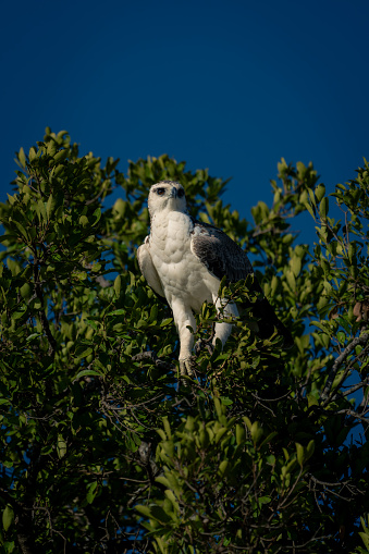 Juvenile martial eagle with catchlight in tree