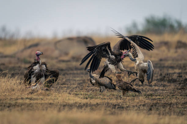 istock Lappet-faced and white-backed vultures fight over carcase 1997707744