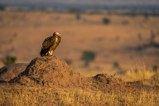 Lappet-faced vulture on termite mound in sunshine