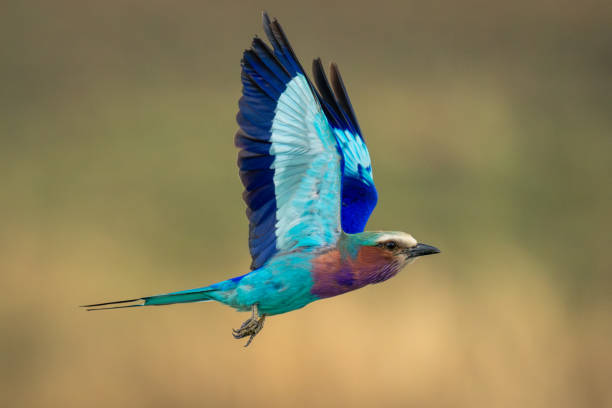 istock Lilac-breasted roller crosses savannah with wings raised 1997710255