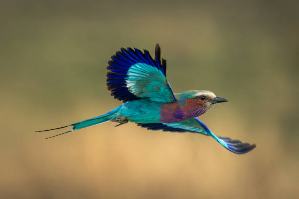 istock Lilac-breasted roller crosses savannah with wings spread 1997710775