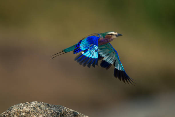 istock Lilac-breasted roller flies over rock in sunshine 1997712401