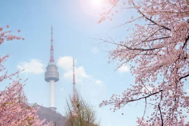 seoul tower in spring with cherry blossom tree in full bloom, south korea.