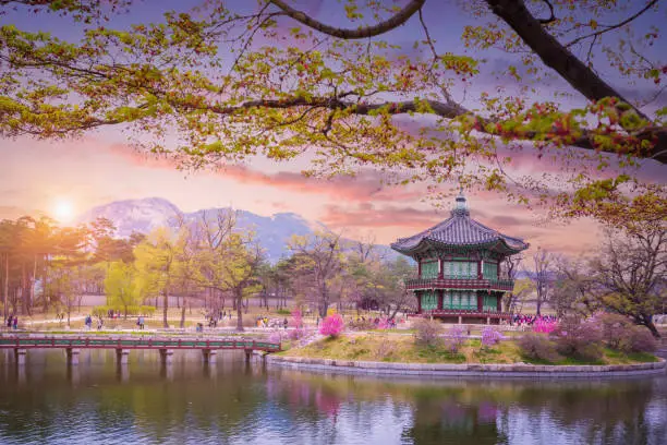 Photo of Gyeongbokgung palace with cherry blossom tree in spring time in seoul city of korea, south korea.