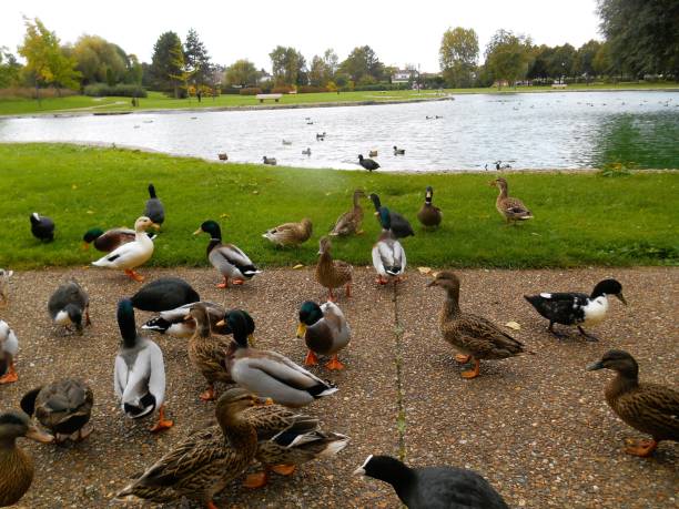 istock a group of birds standing next to a lake and grass 1997717877