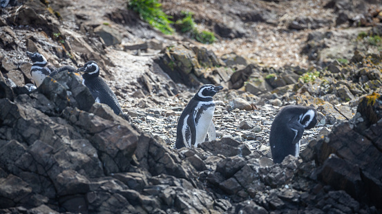Three Humboldt penguins on a rocky hill in the bay of Punihuil on Chiloe