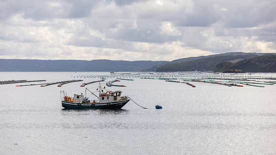 A fishing boat anchors at a salmon breeding station with many rows of fish traps on Chiloe in the Pacific Ocean
