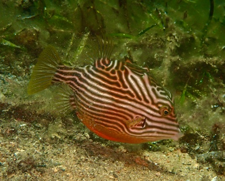 Painted boxfish Western Australia