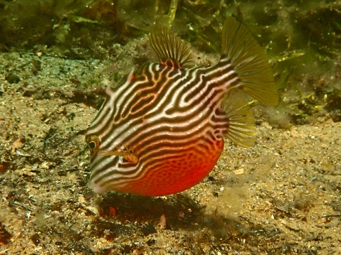 Painted boxfish Western Australia