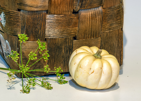 still life with white pumpkin, various attributes, autumn composition